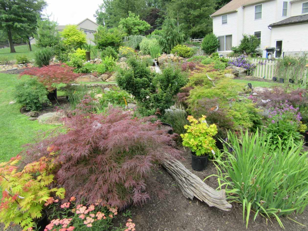 Everything You Need To Know About Japanese Maples - Turpin Landscaping